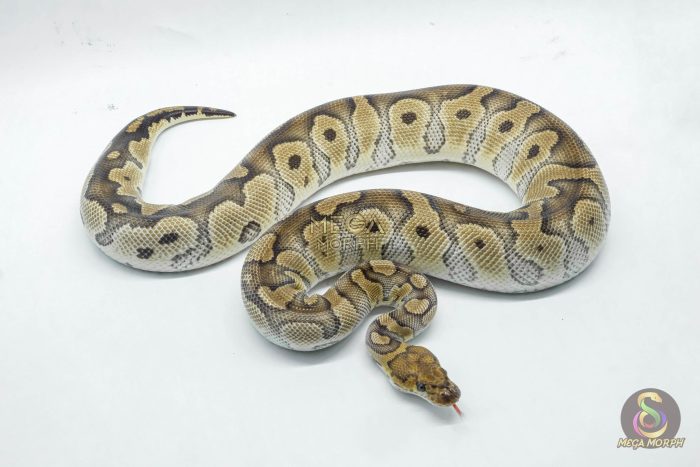 5226 0.1 CLOWN HET ALBINO - Image 3