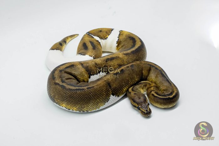 5230 1.0 MAHOGANY PIEBALD - Image 2