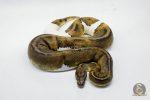 5230 1.0 MAHOGANY PIEBALD - Image 3