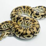 5233 0.1 PASTEL CRYPTON