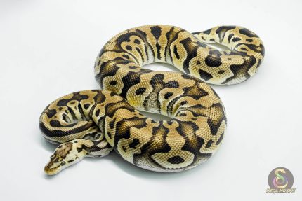5233 0.1 PASTEL CRYPTON