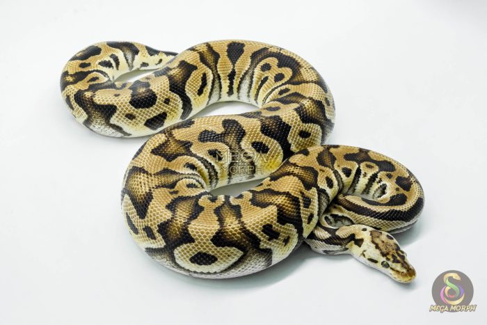 5233 0.1 PASTEL CRYPTON - Image 2