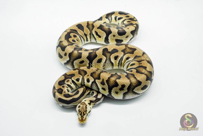 5233 0.1 PASTEL CRYPTON - Image 3