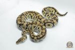 5234 0.1 PASTEL CRYPTON