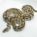 5234 0.1 PASTEL CRYPTON