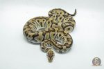 5234 0.1 PASTEL CRYPTON - Image 3