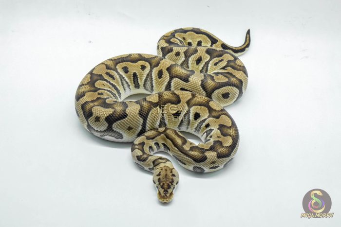 5234-3-1.jpg 5234 0.1 PASTEL CRYPTON - Image 3