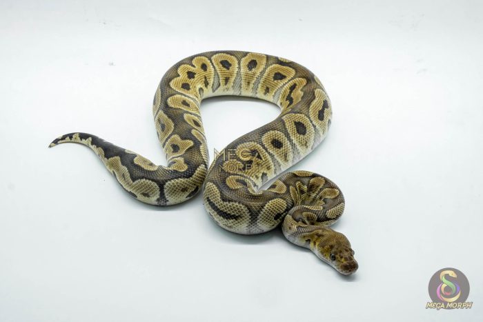 5236 1.0 GHI CLOWN - Image 2