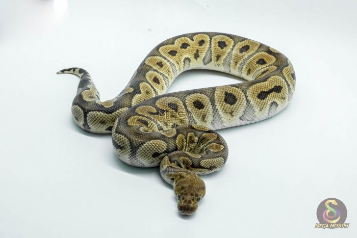 5236 1.0 GHI CLOWN - Image 3