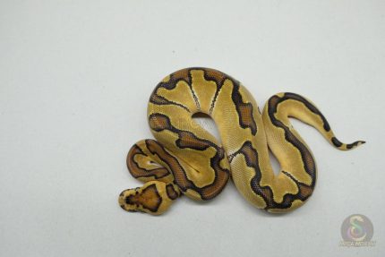 5238 0.1 ENCHI CLOWN