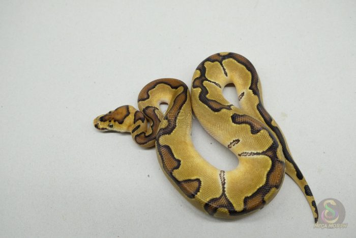 5238 0.1 ENCHI CLOWN - Image 2