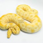 5242 1.0 BANANA SPOTNOSE CLOWN
