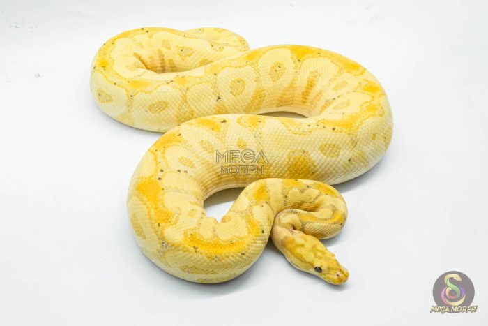 5242-2-1.jpg 5242 1.0 BANANA SPOTNOSE CLOWN - Image 2