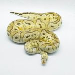 5245 0.1 FIREFLY CLOWN