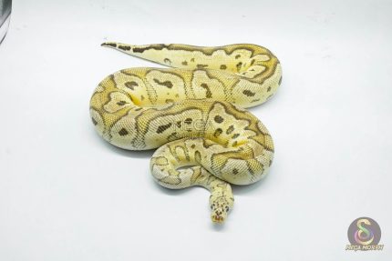 5245 0.1 FIREFLY CLOWN