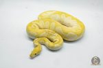 5246 1.0 BANANA MOJAVE CLOWN