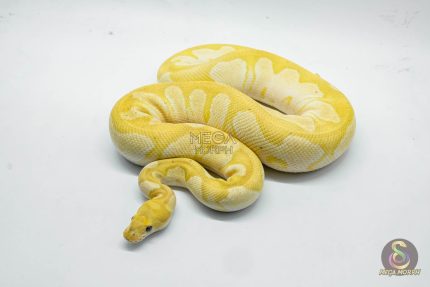 5246 1.0 BANANA MOJAVE CLOWN