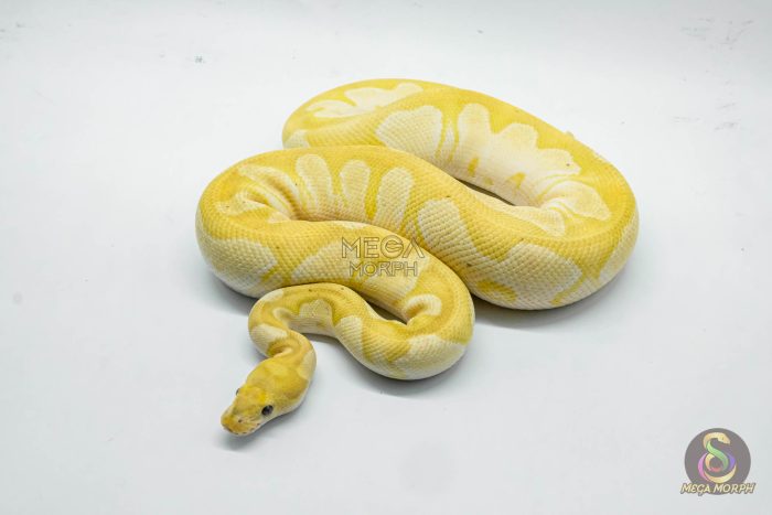 5246-1-1.jpg 5246 1.0 BANANA MOJAVE CLOWN - Image 1