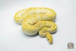 5246 1.0 BANANA MOJAVE CLOWN - Image 2