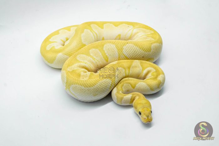 5246-2-1.jpg 5246 1.0 BANANA MOJAVE CLOWN - Image 2