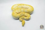 5246 1.0 BANANA MOJAVE CLOWN - Image 3