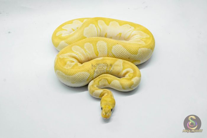 5246-3-1.jpg 5246 1.0 BANANA MOJAVE CLOWN - Image 3