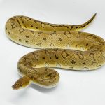 5250 0.1 PINSTRIPE CLOWN