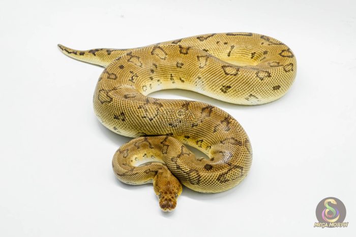 5250 0.1 PINSTRIPE CLOWN - Image 2