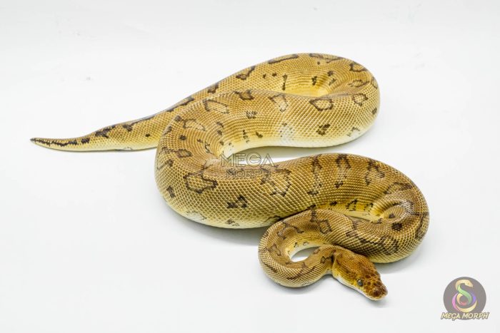 5250 0.1 PINSTRIPE CLOWN - Image 3