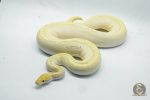 5251 0.1 FIRE BUTTER YELLOW BELLY PINSTRIPE HET CLOWN