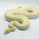 5251 0.1 FIRE BUTTER YELLOW BELLY PINSTRIPE HET CLOWN