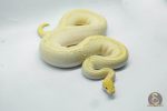 5251 0.1 FIRE BUTTER YELLOW BELLY PINSTRIPE HET CLOWN - Image 2