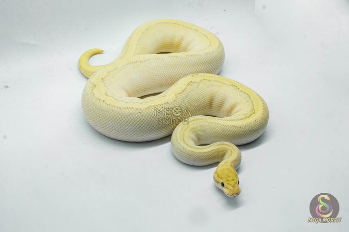 5251 0.1 FIRE BUTTER YELLOW BELLY PINSTRIPE HET CLOWN - Image 2