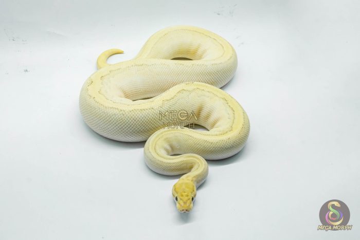 5251 0.1 FIRE BUTTER YELLOW BELLY PINSTRIPE HET CLOWN - Image 3
