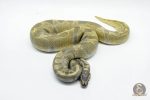 5254 1.0 HYPO GHI ENCHI - Image 3