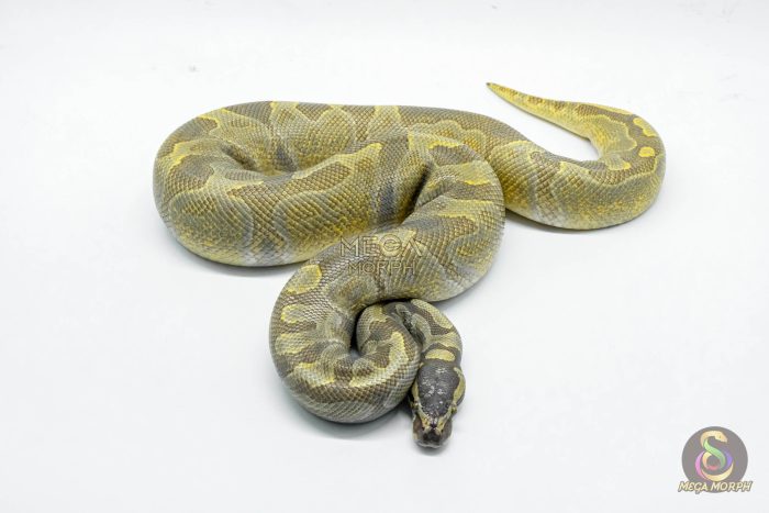 5254 1.0 HYPO GHI ENCHI - Image 3
