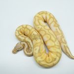 5256 0.1 BANANA CALICO YELLOW BELLY PASTEL