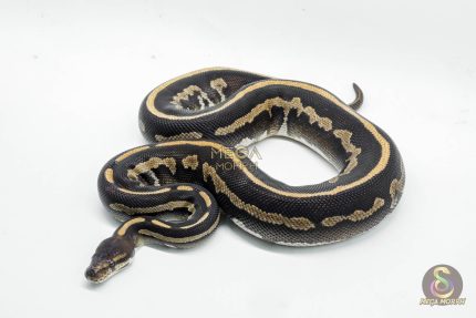 5258 0.1 LEOPARD MOJAVE CHOCOLATE