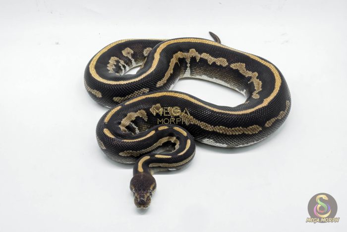 5258 0.1 LEOPARD MOJAVE CHOCOLATE - Image 2