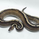 5259 0.1 GHI MOJAVE CHOCOLATE