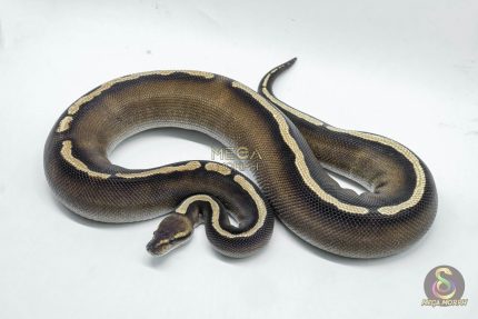 5259 0.1 GHI MOJAVE CHOCOLATE