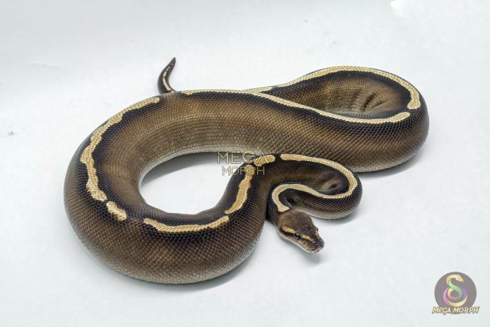 5259 0.1 GHI MOJAVE CHOCOLATE - Image 2