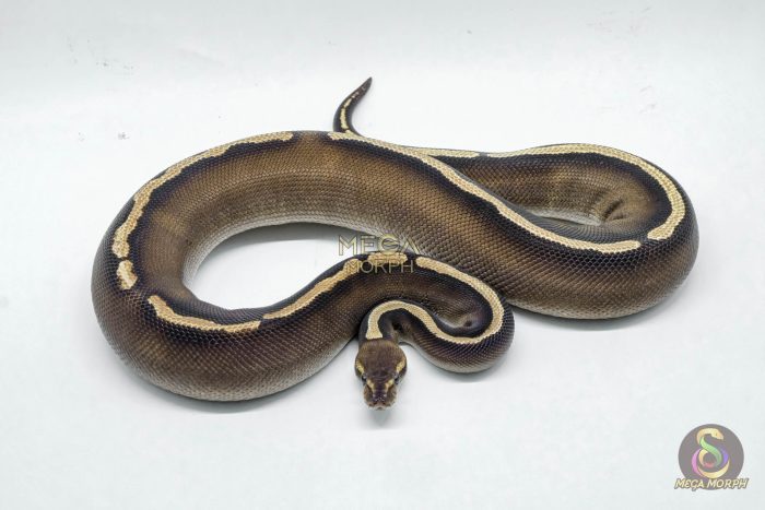 5259 0.1 GHI MOJAVE CHOCOLATE - Image 3