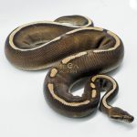 5260 0.1 GHI MOJAVE CHOCOLATE