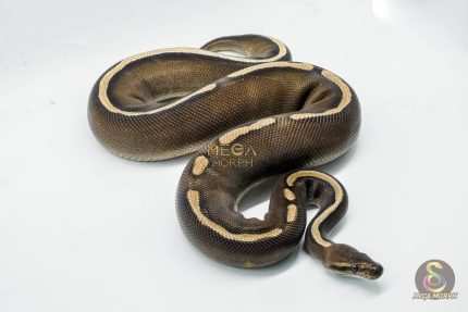5260 0.1 GHI MOJAVE CHOCOLATE
