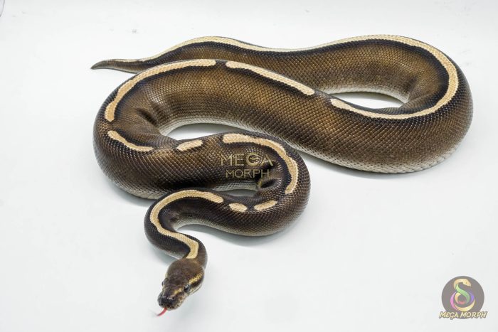 5260 0.1 GHI MOJAVE CHOCOLATE - Image 2