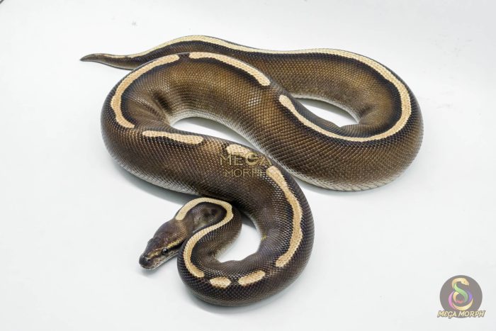 5260 0.1 GHI MOJAVE CHOCOLATE - Image 3