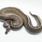 5261 0.1 GHI MOJAVE LEOPARD CHOCOLATE