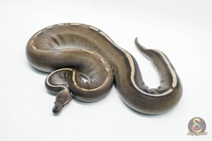 5261-1-1.jpg 5261 0.1 GHI MOJAVE LEOPARD CHOCOLATE - Image 1