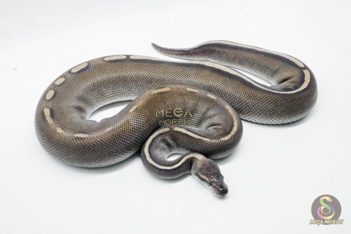 5261-3-1.jpg 5261 0.1 GHI MOJAVE LEOPARD CHOCOLATE - Image 3